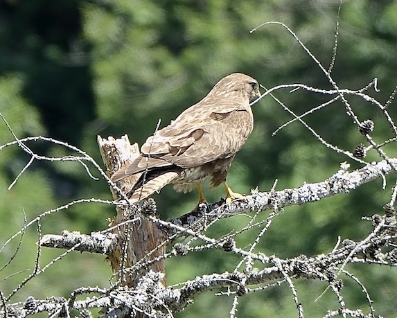 black kite